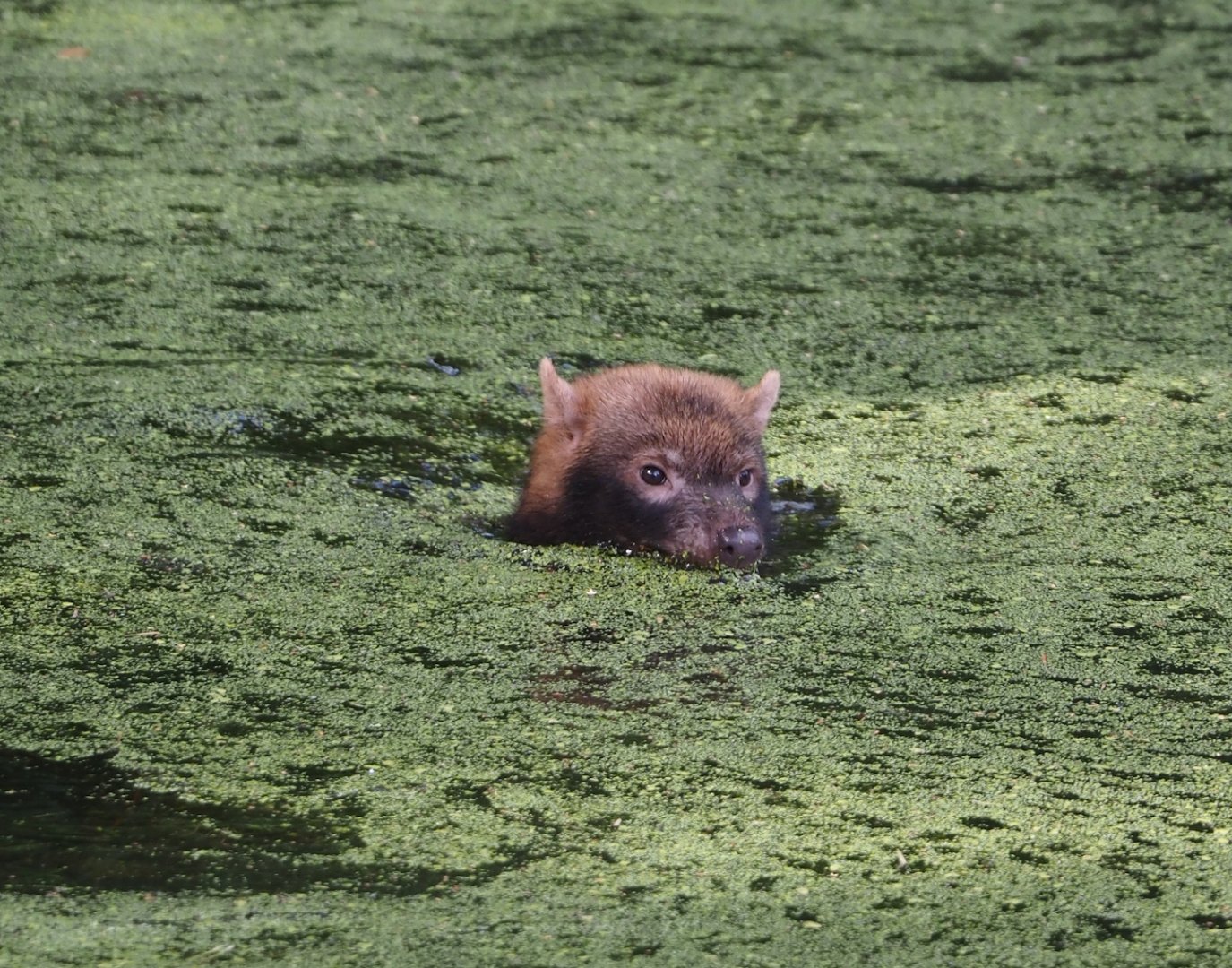 Swimming Bush dog (Speothos venaticus), 2024-08-21