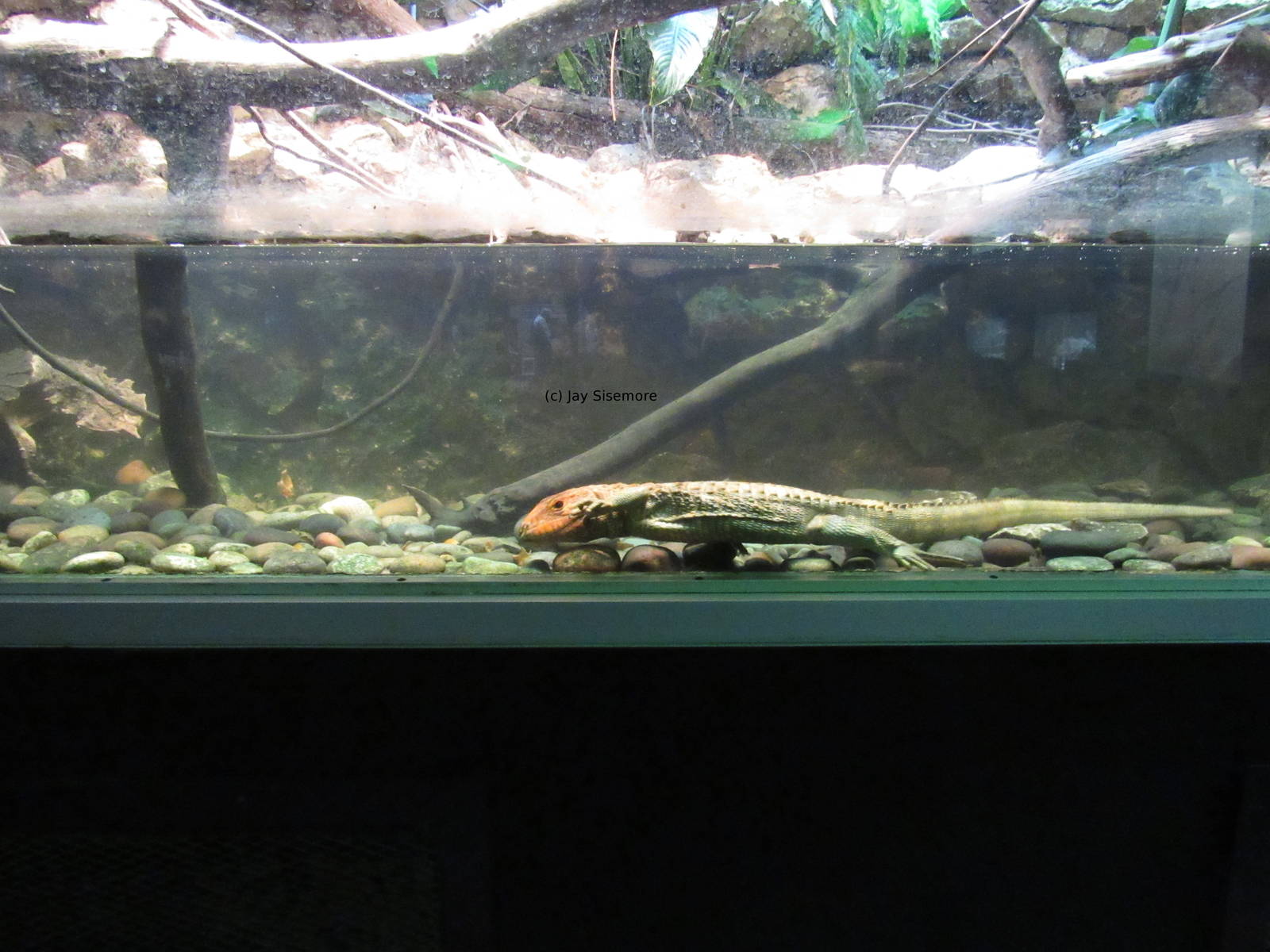 Swimming Caiman Lizard and Mata Mata Turtle