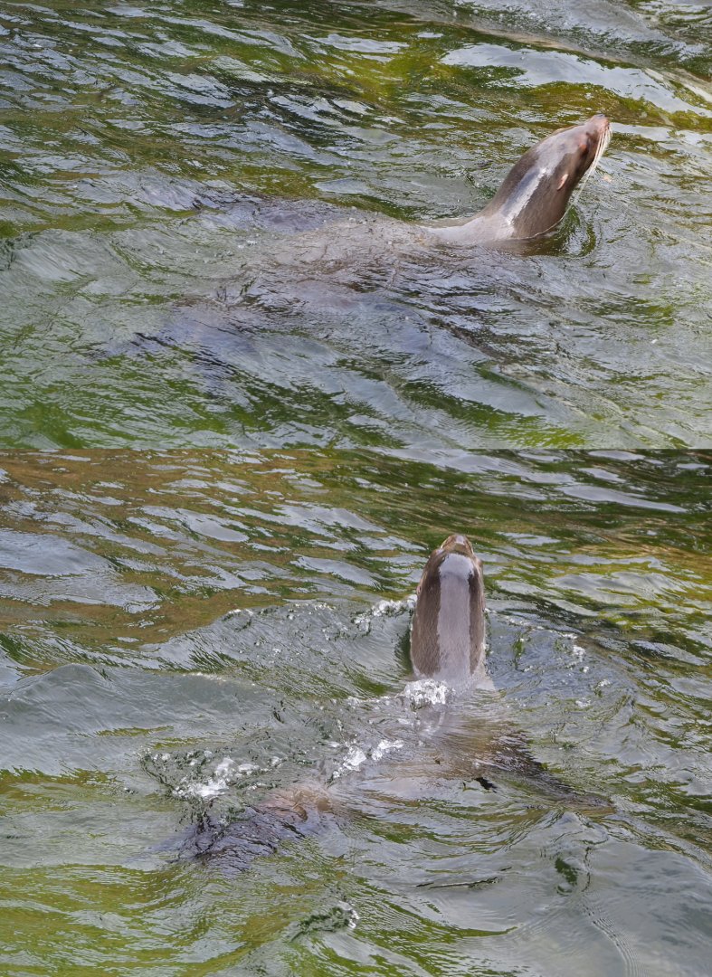 Swimming California sea lion (Zalophus californianus), 2020-06-28
