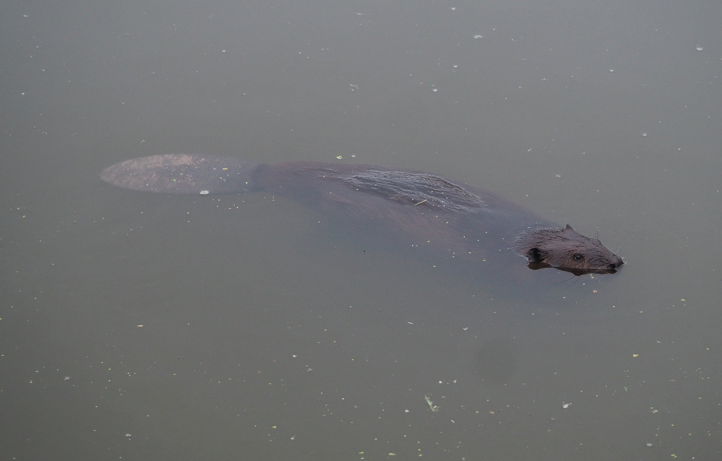 Swimming Canadian beaver (Castor canadensis), 2020-09-03