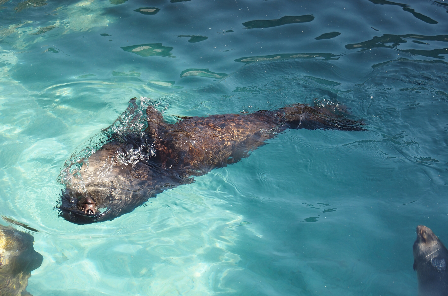 Swimming Cape fur seal (Arctocephalus pusillus pusillus), 2024-09-17