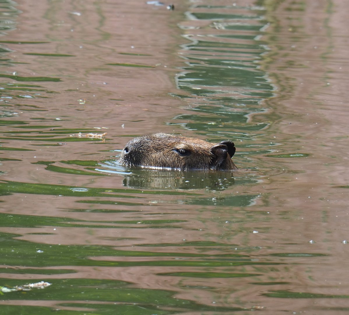 Swimming Capybara (Hydrochoerus hydrochaeris), 2021-06-15