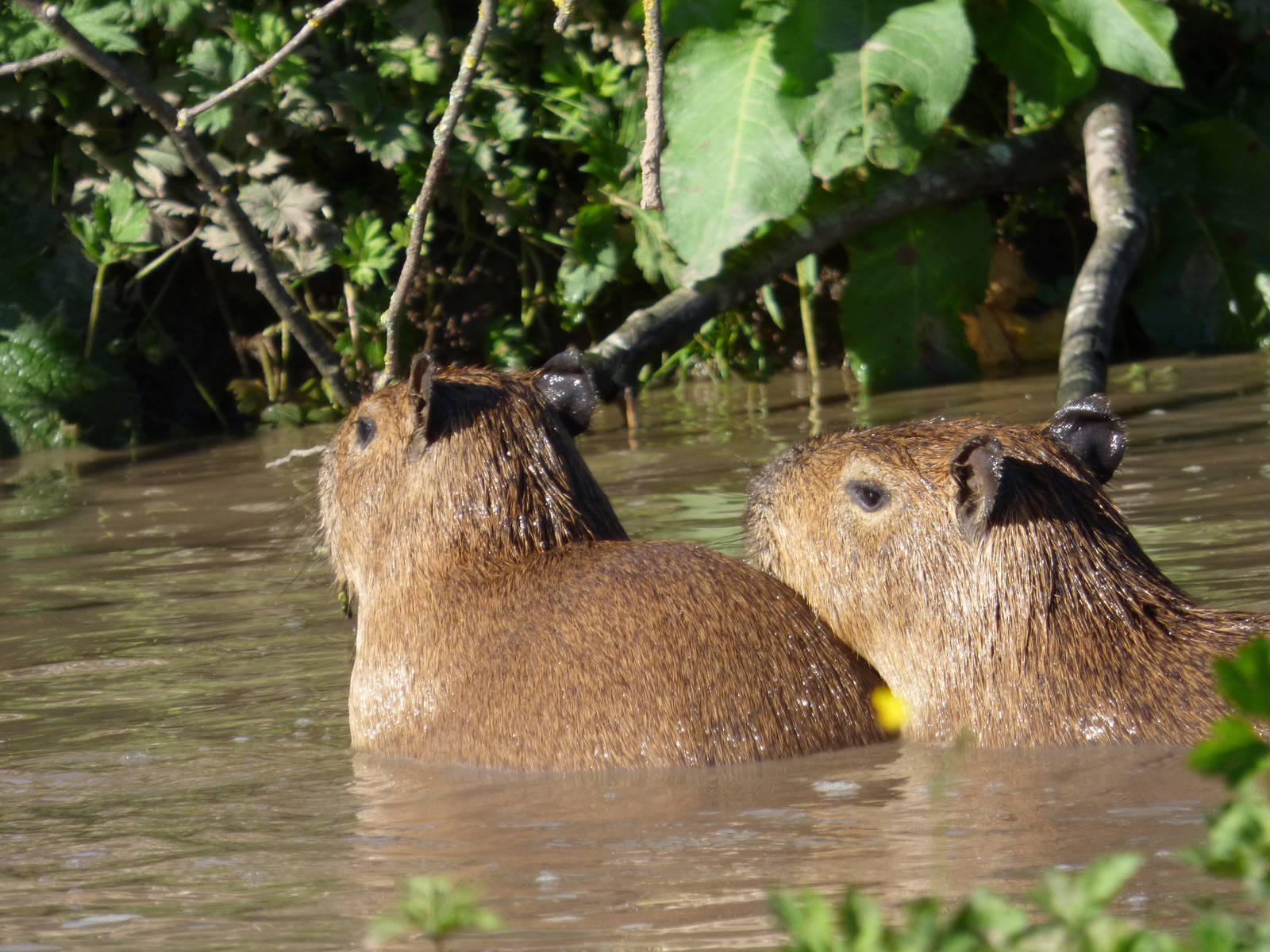 Swimming Capybara Pups