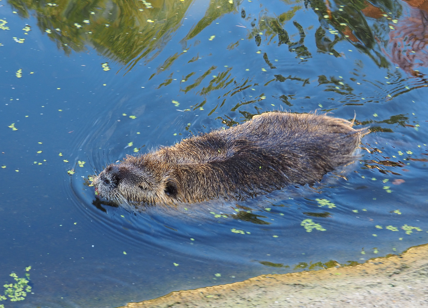 Swimming Coypu or Nutria (Myocastor coypus), 2020-09-12