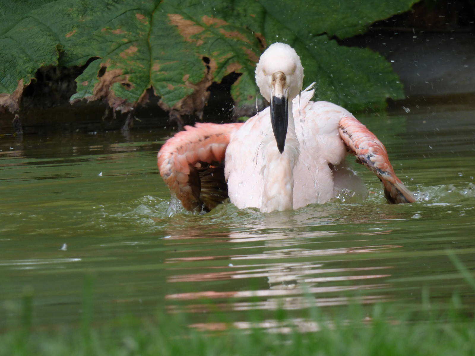 Swimming Flamingo