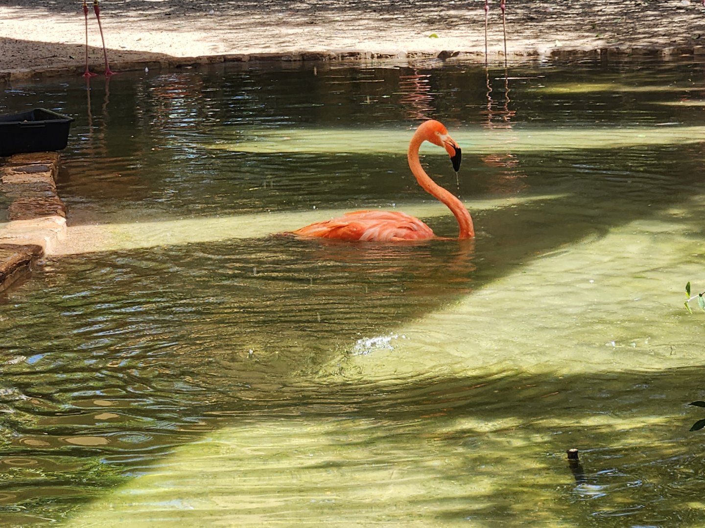 Swimming flamingo