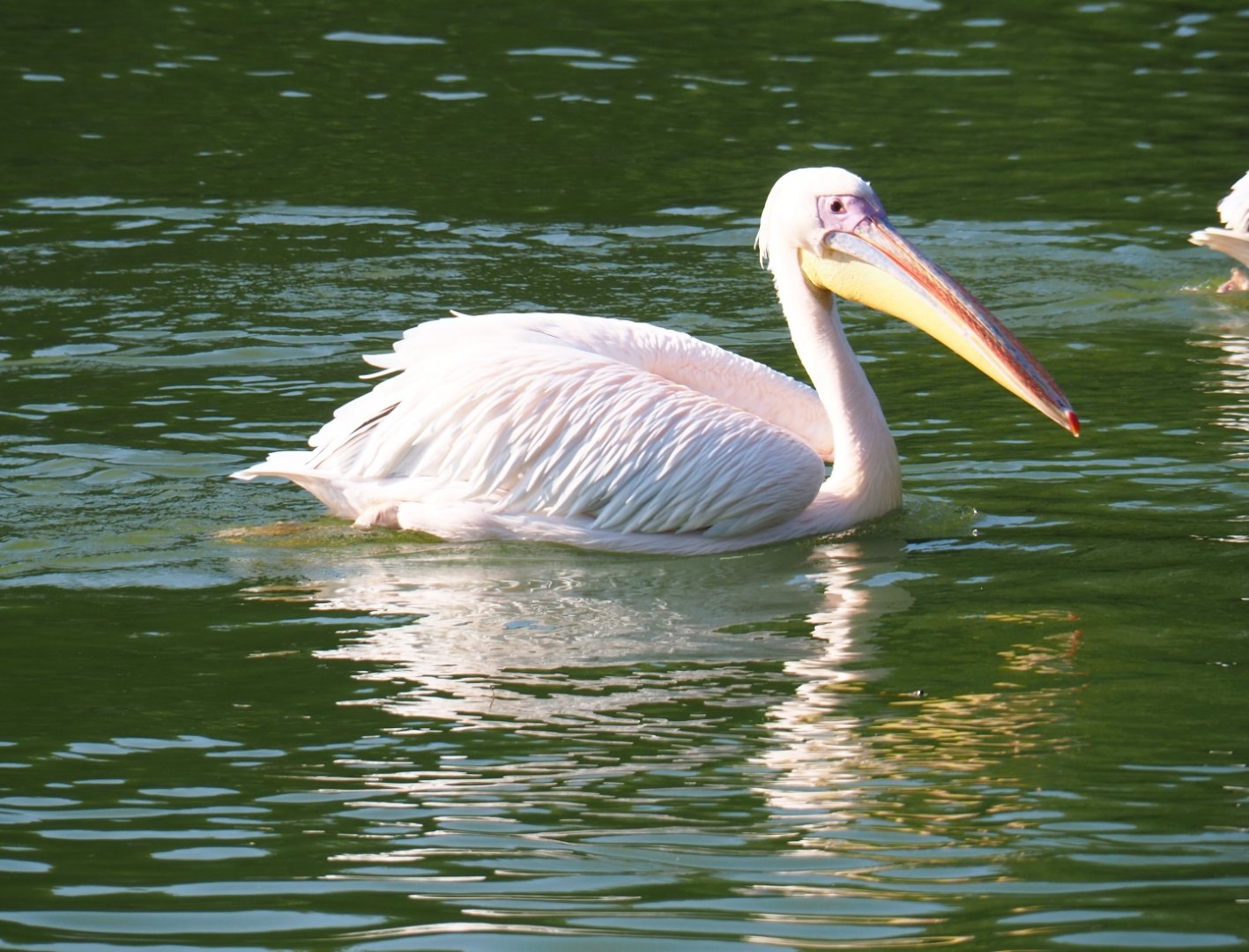 Swimming great white pelican (Pelecanus onocrotalus), Sep 2nd, 2018