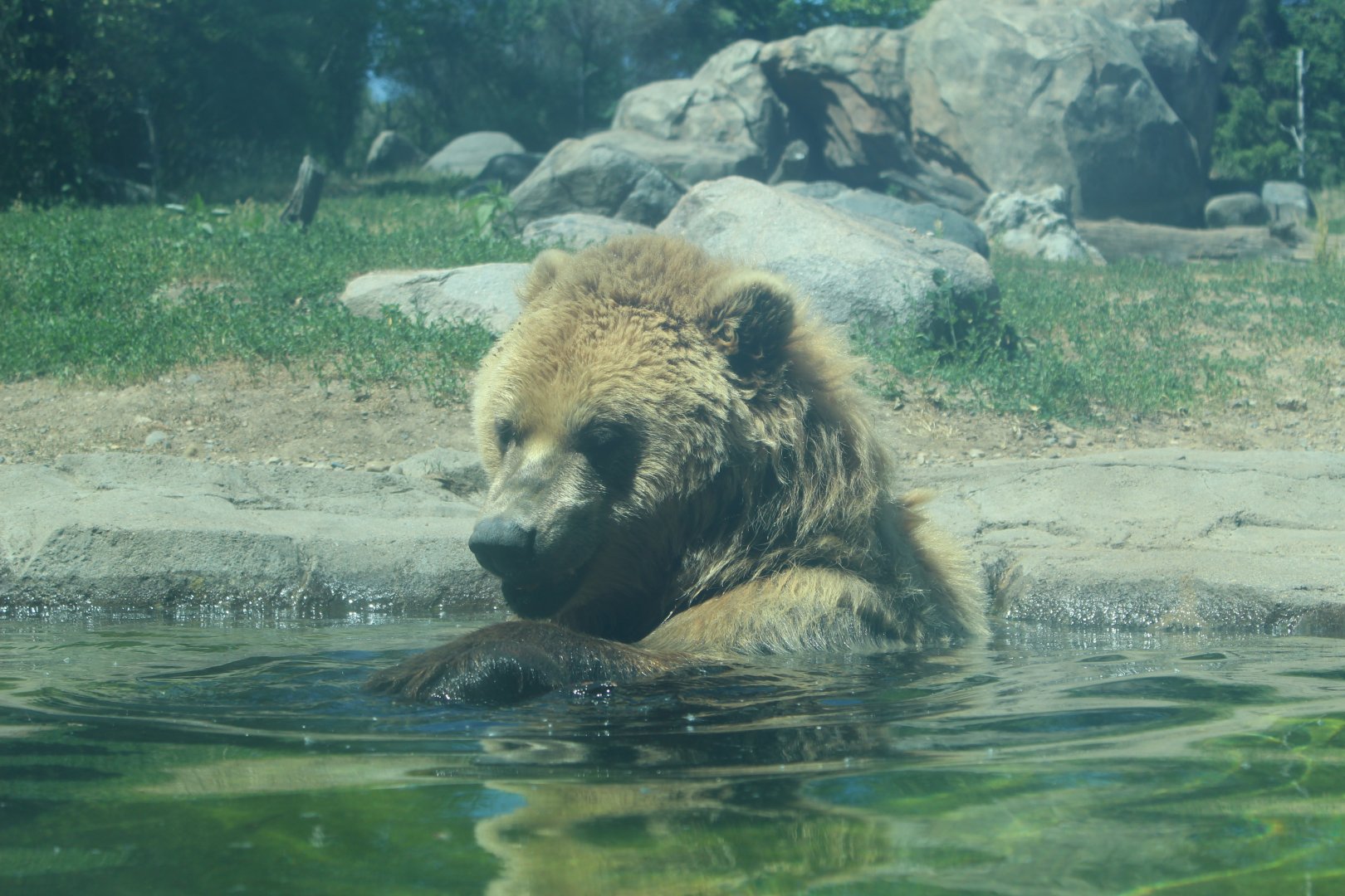 Swimming Grizzly Bear - Russia's Grizzly Coast