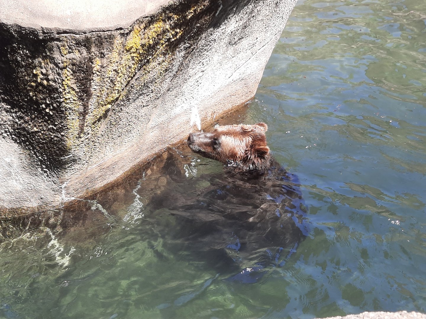 Swimming Grizzly Bear