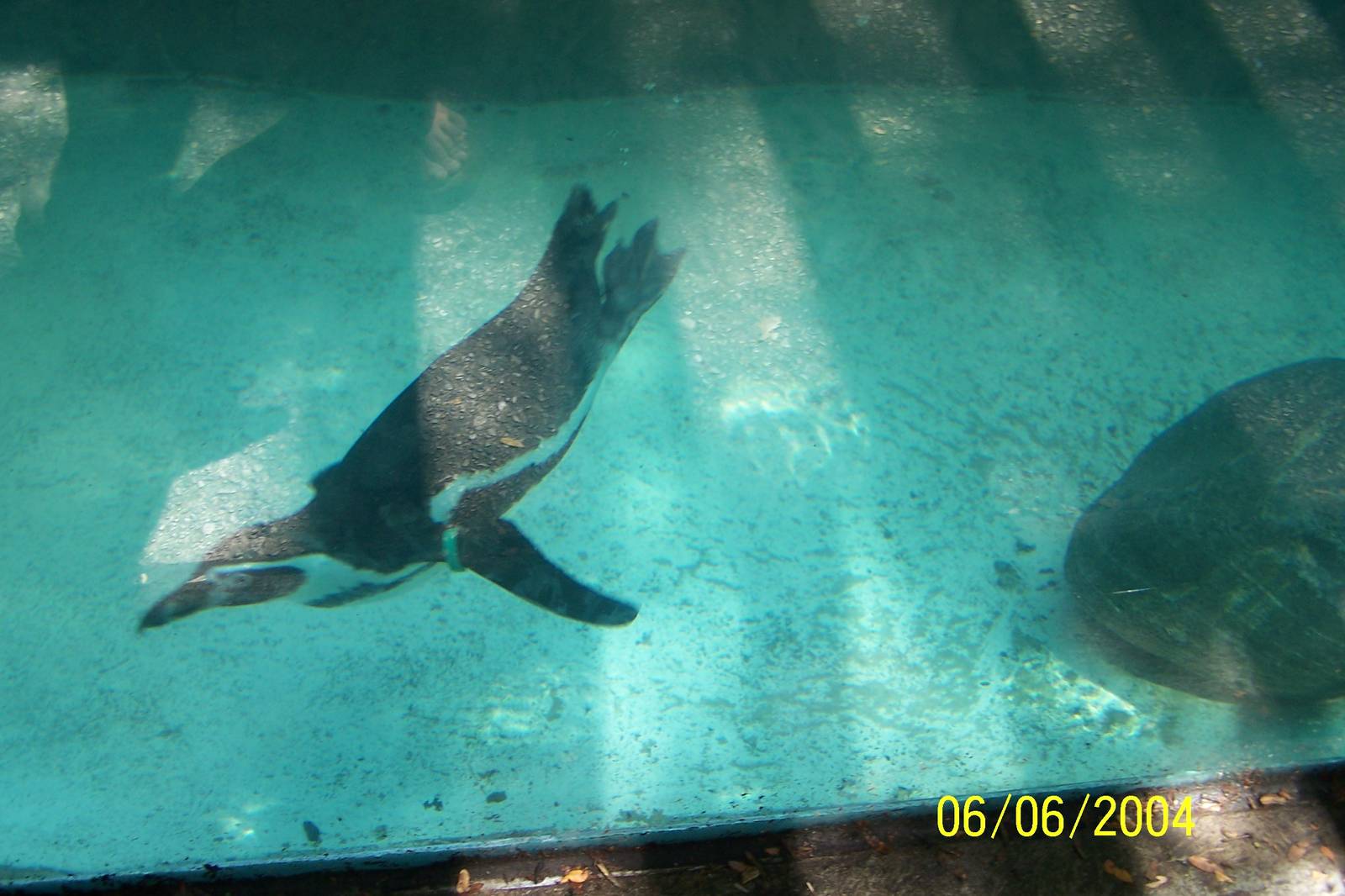 Swimming Humboldt Penguin ~ Shores