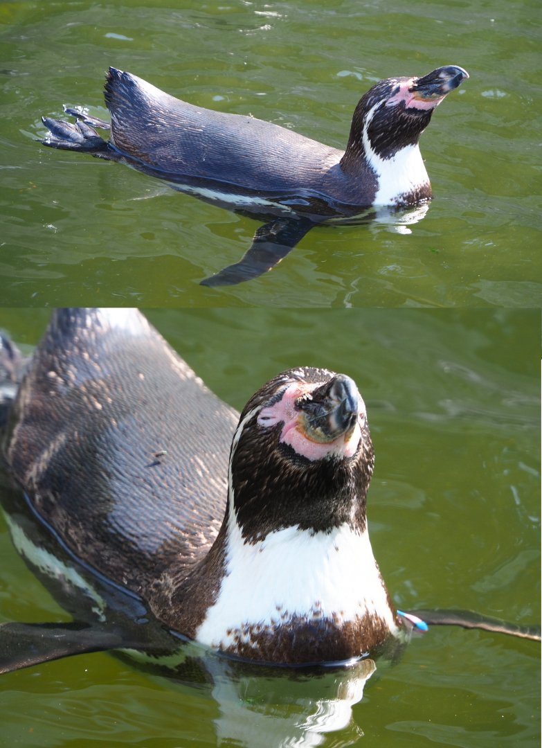 Swimming Humboldt penguin (Spheniscus humboldti), 2020-06-12