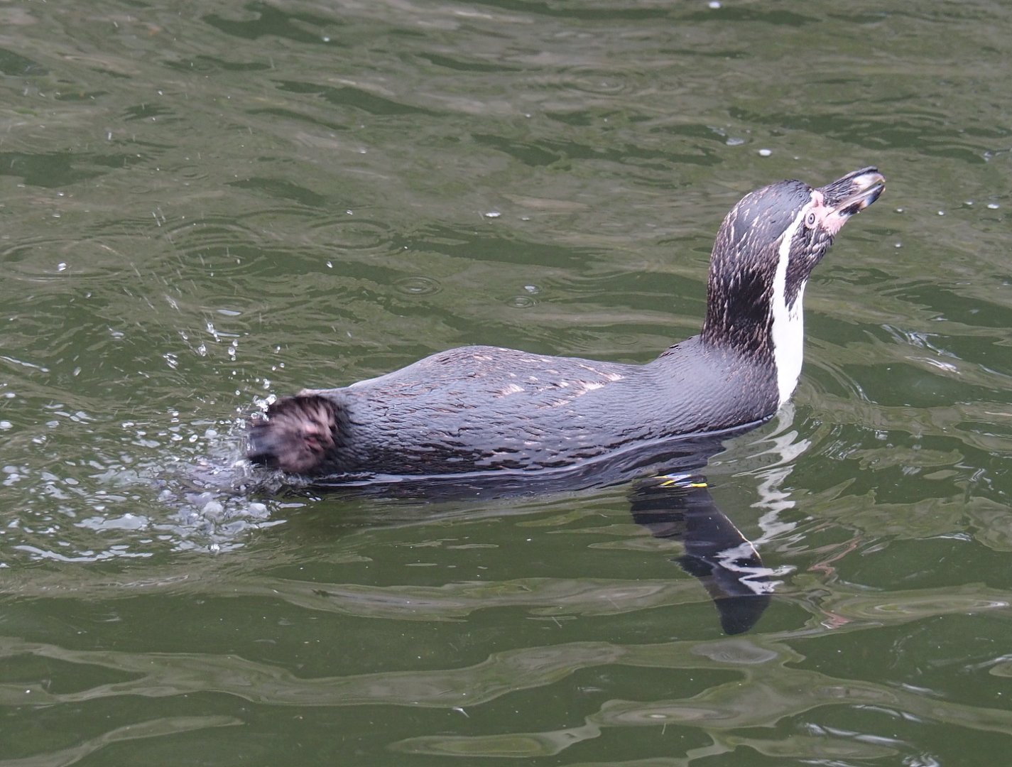 Swimming Humboldt penguin (Spheniscus humboldti), 2021-10-10