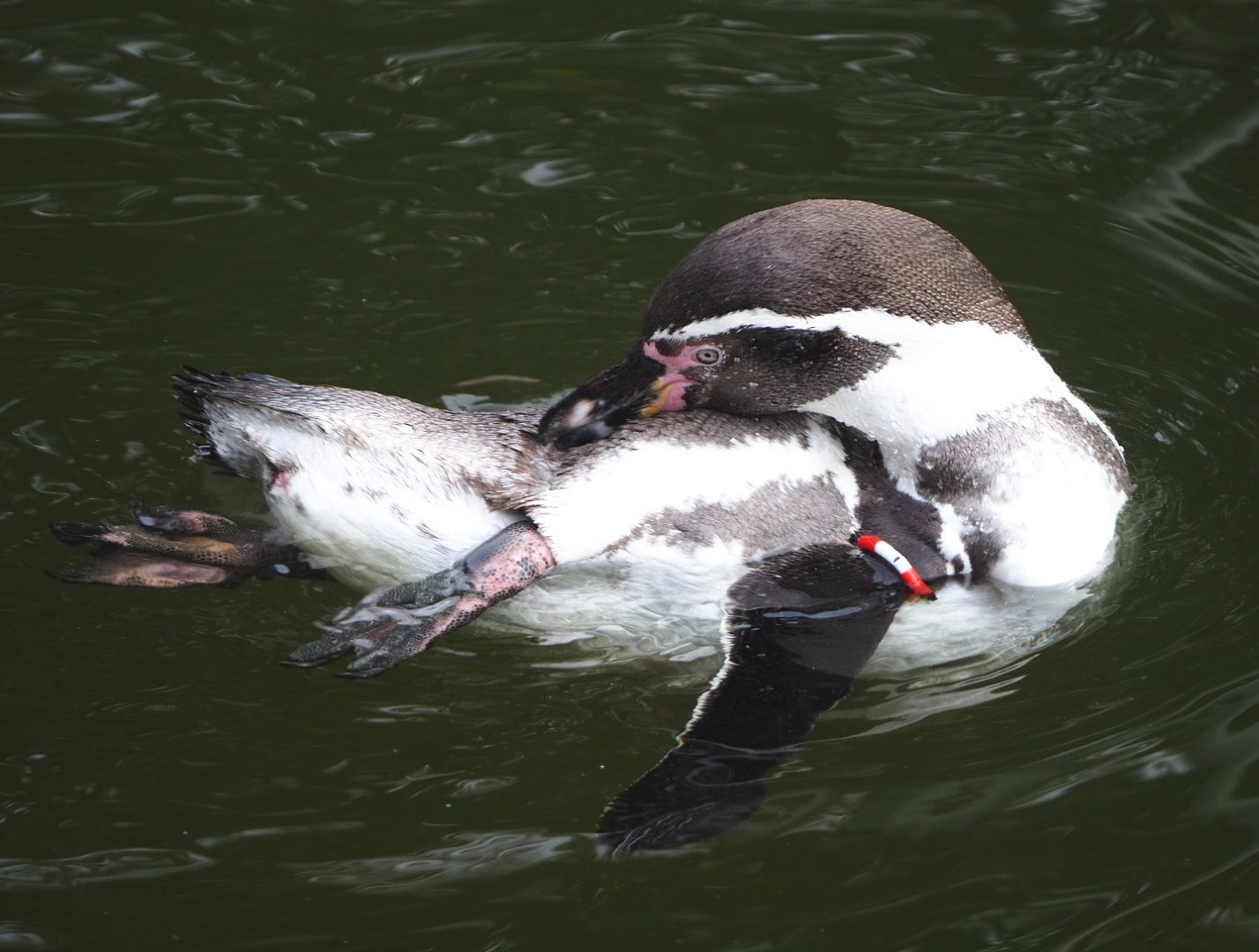 Swimming Humboldt penguin (Spheniscus humboldti), 2021-11-06