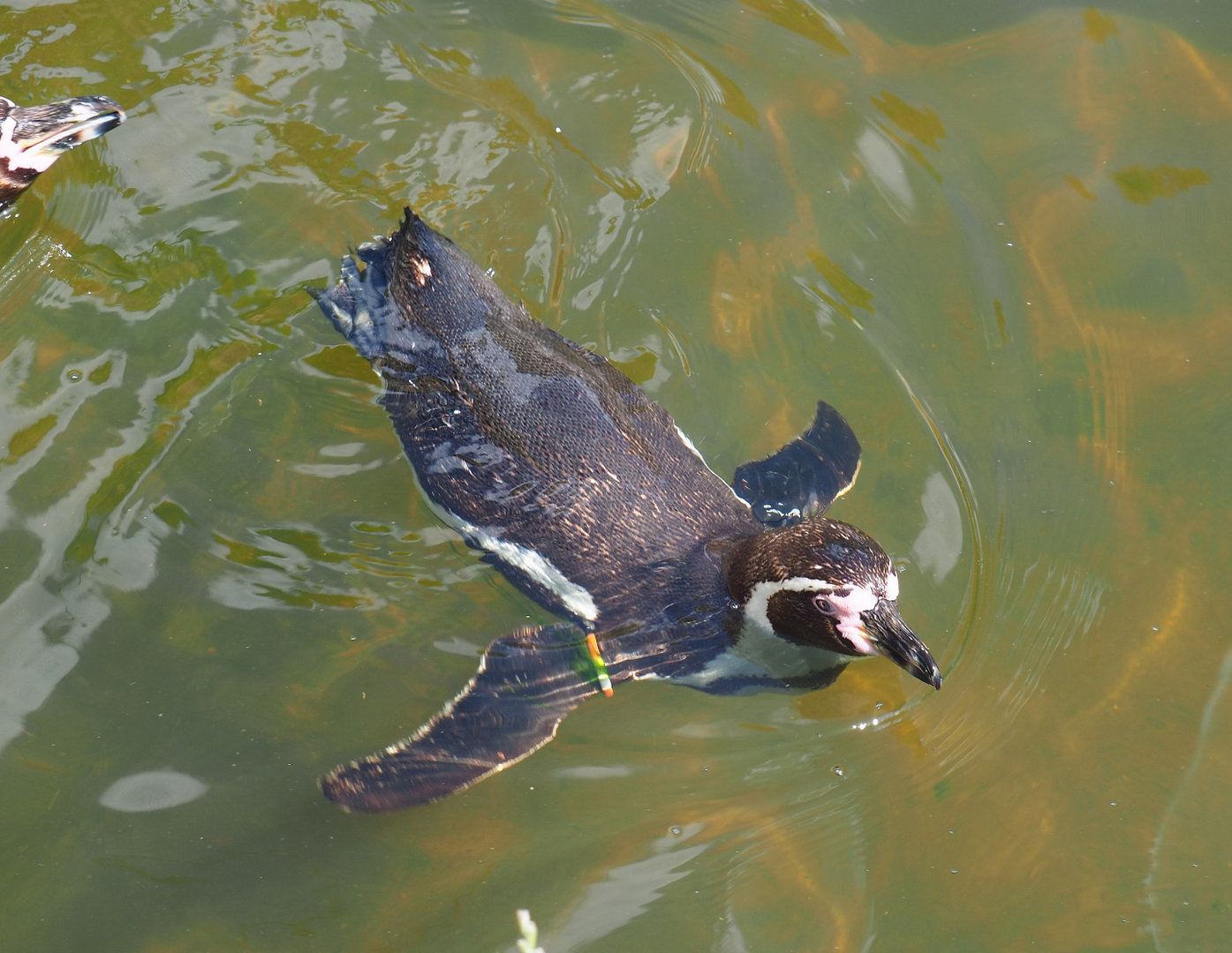 Swimming Humboldt penguin (Spheniscus humboldti), 2022-05-28