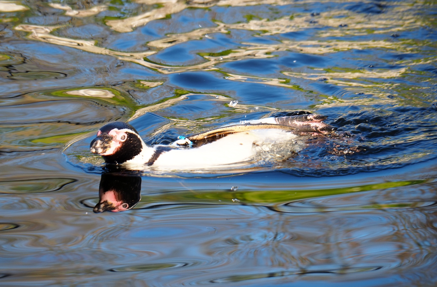 Swimming Humboldt penguin (Spheniscus humboldti), Jan 20th, 2019