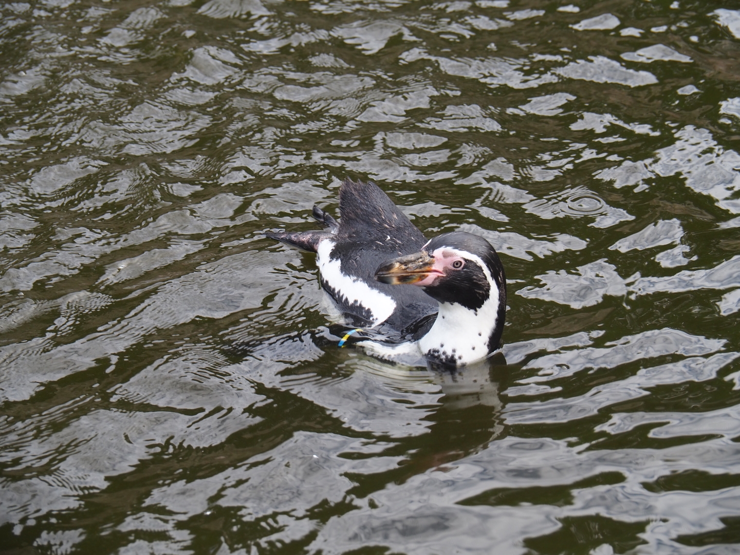 Swimming Humboldt penguin (Spheniscus humboldti)