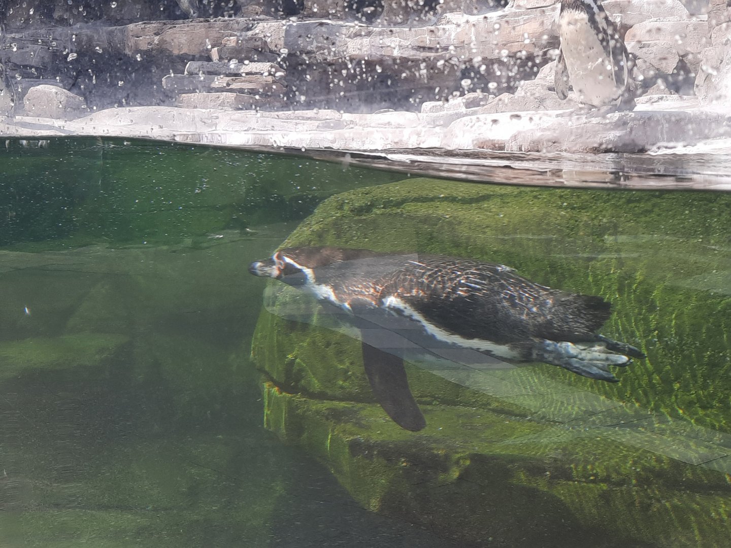 Swimming Humboldt Penguin