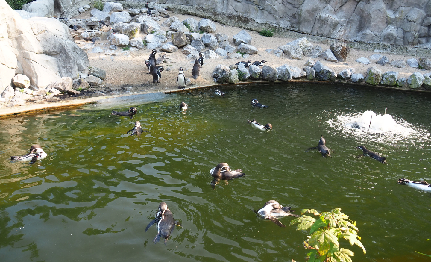 Swimming Humboldt penguins (Spheniscus humboldti), 2020-09-16