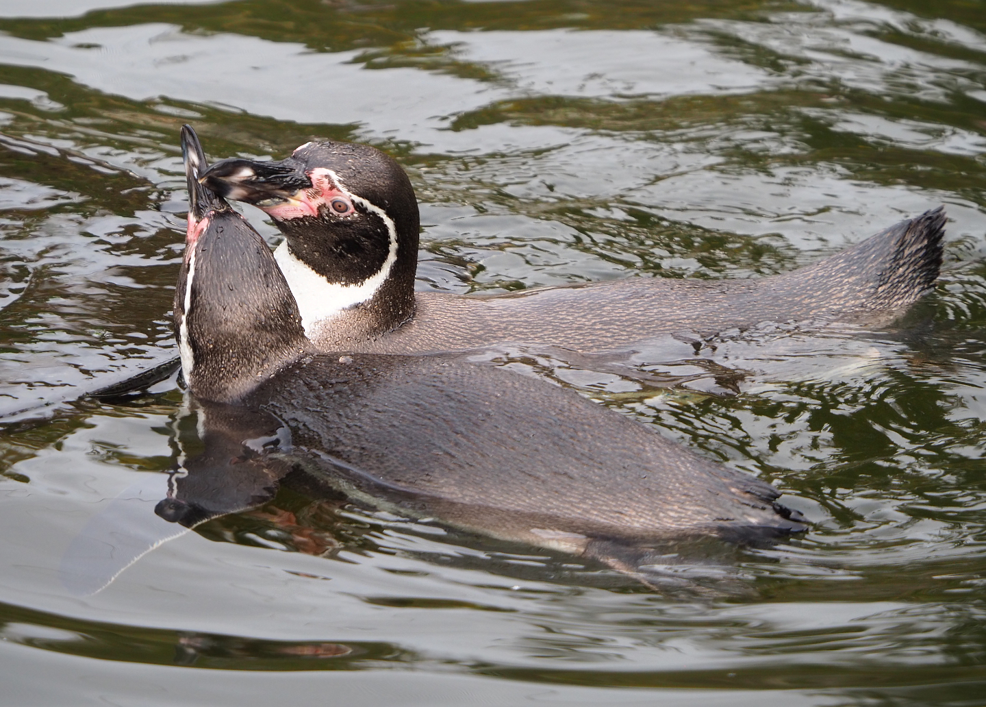 Swimming Humboldt penguins (Spheniscus humboldti), 2021-11-06