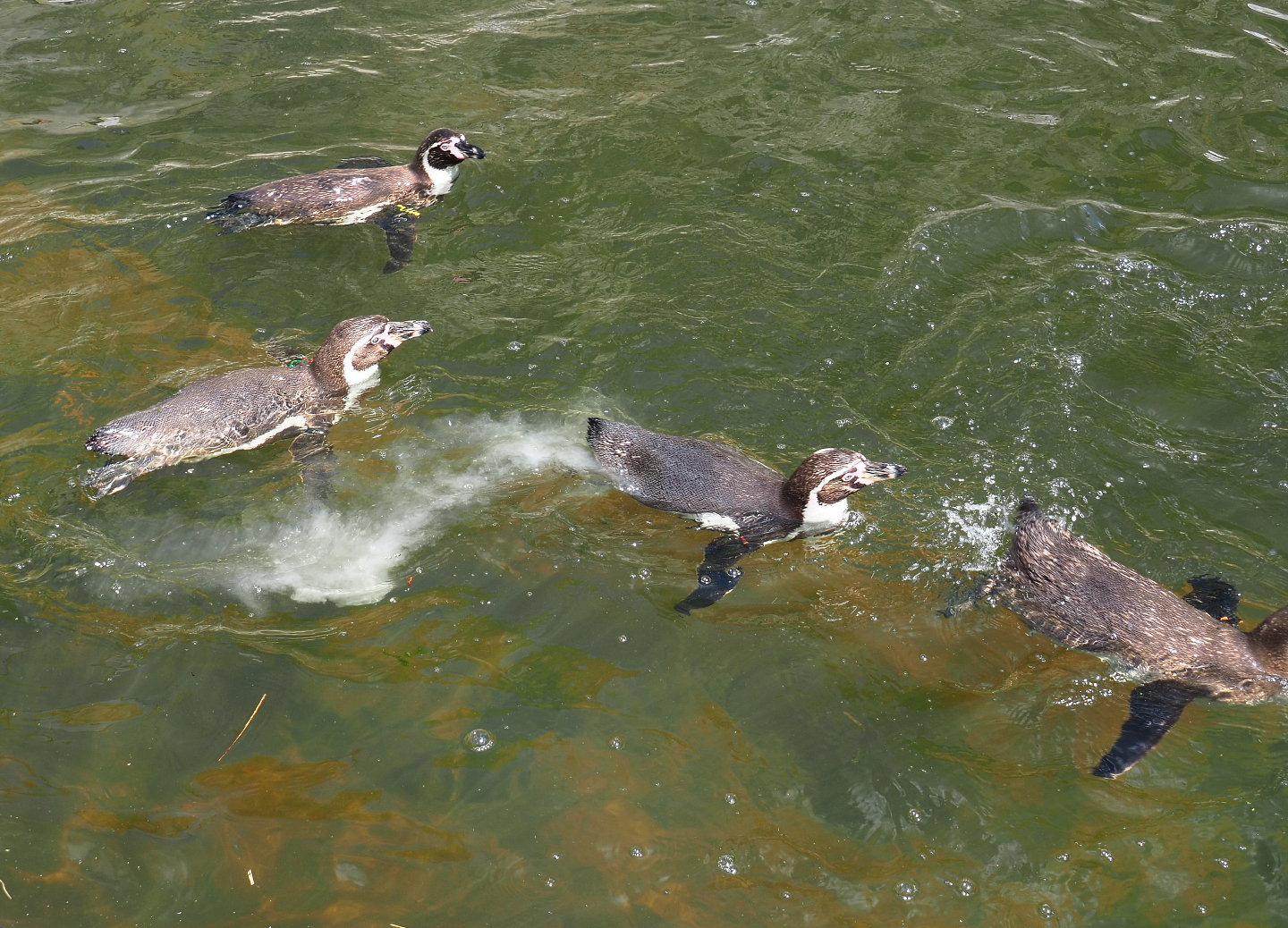 Swimming Humboldt penguins (Spheniscus humboldti), 2022-05-28