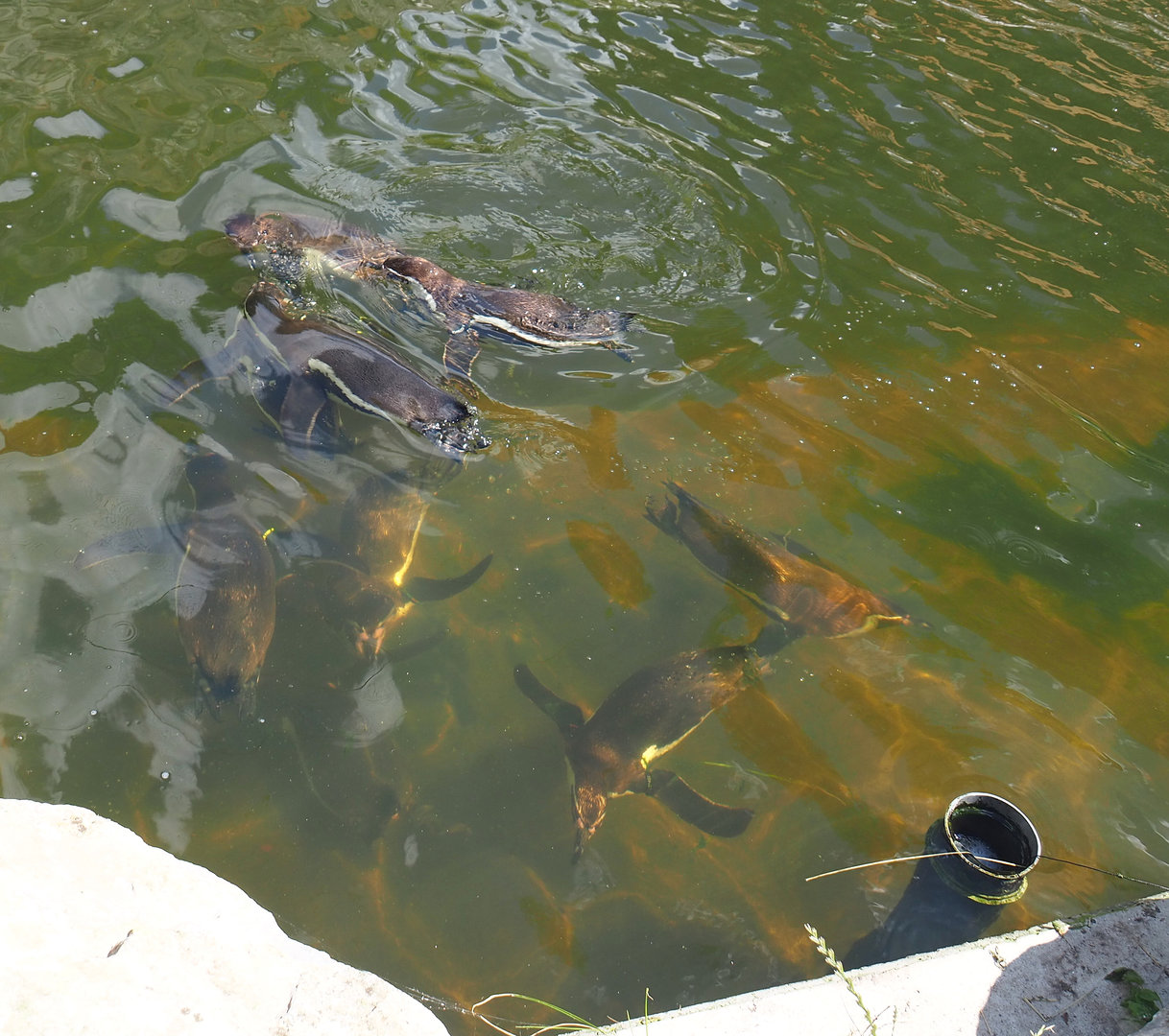 Swimming Humboldt penguins (Spheniscus humboldti), 2022-05-28