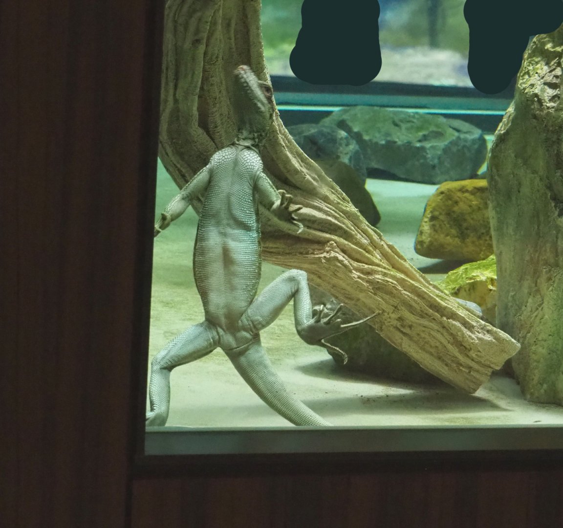 Swimming Hybrid Sailfin lizard (Possibly Hydrosaurus pustulatus x weberi), 2021-06-12