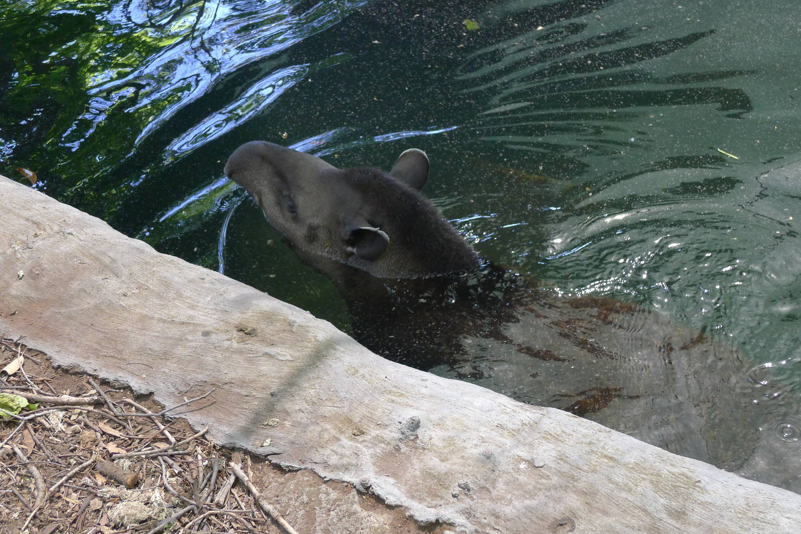 Swimming in the moat