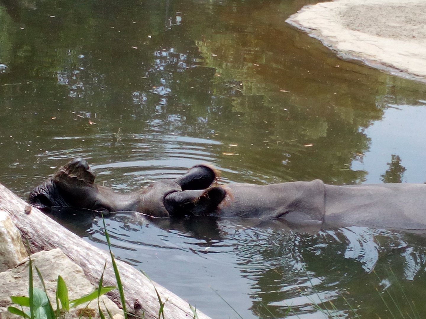 Swimming Indian rhinoceros