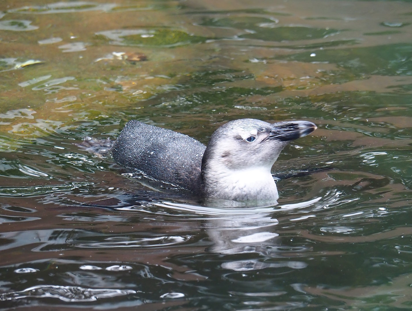 Swimming juvenile African penguin (Spheniscus demersus), 2023-10-07