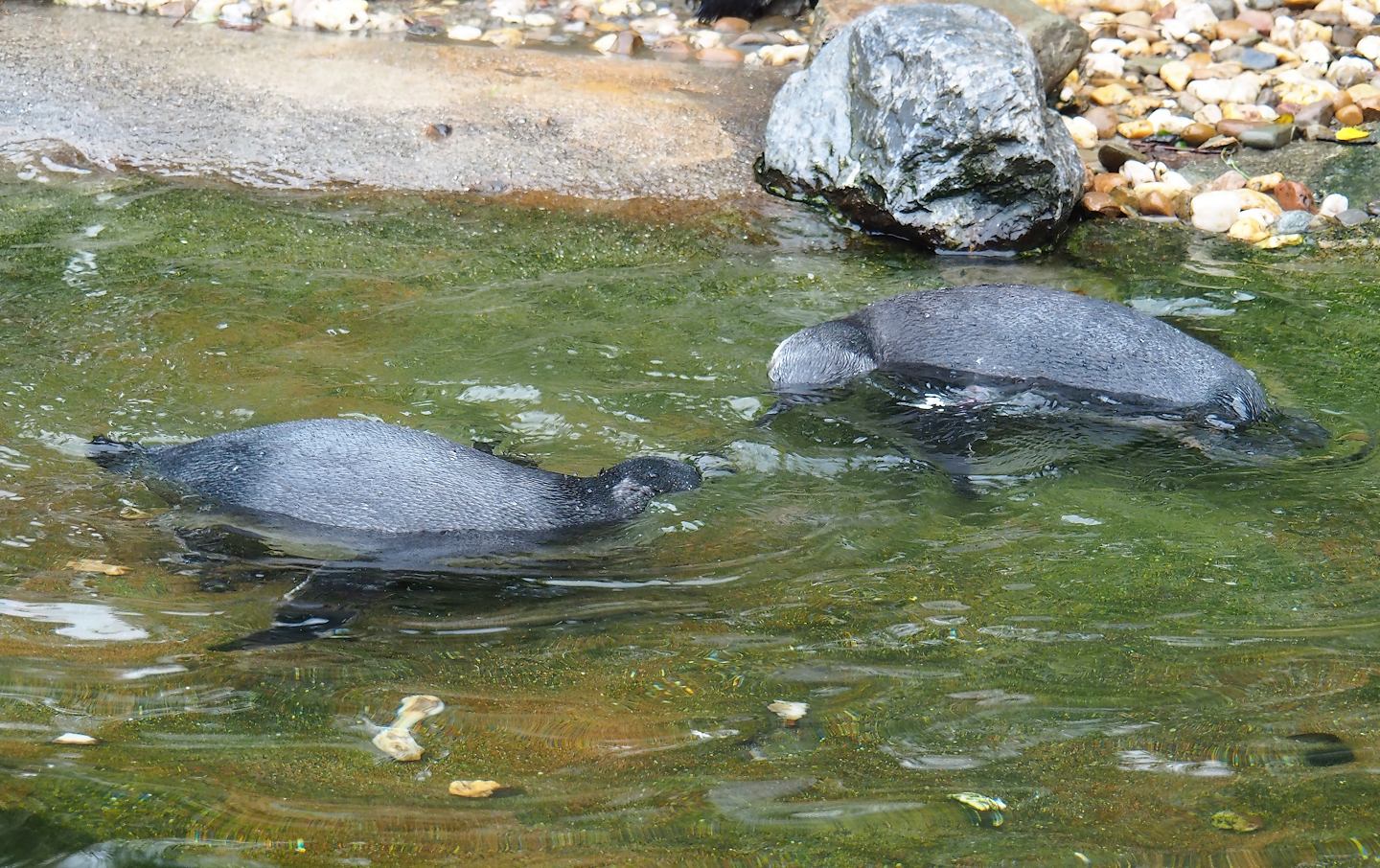 Swimming juvenile African penguins (Spheniscus demersus), 2023-10-07