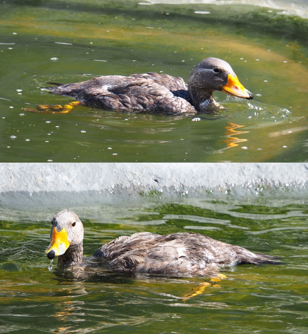 Swimming Magellanic flightless steamer duck (Tachyeres pteneres), 2020-07-21