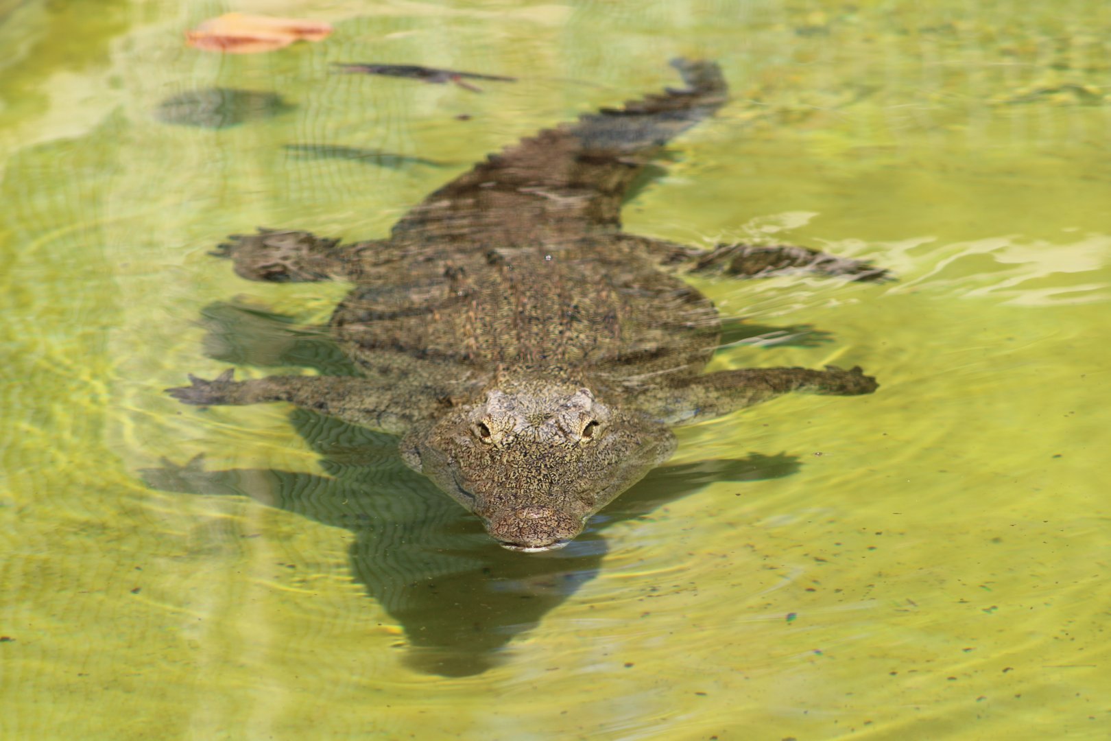 Swimming Nile Crocodile (Crocodylus niloticus)