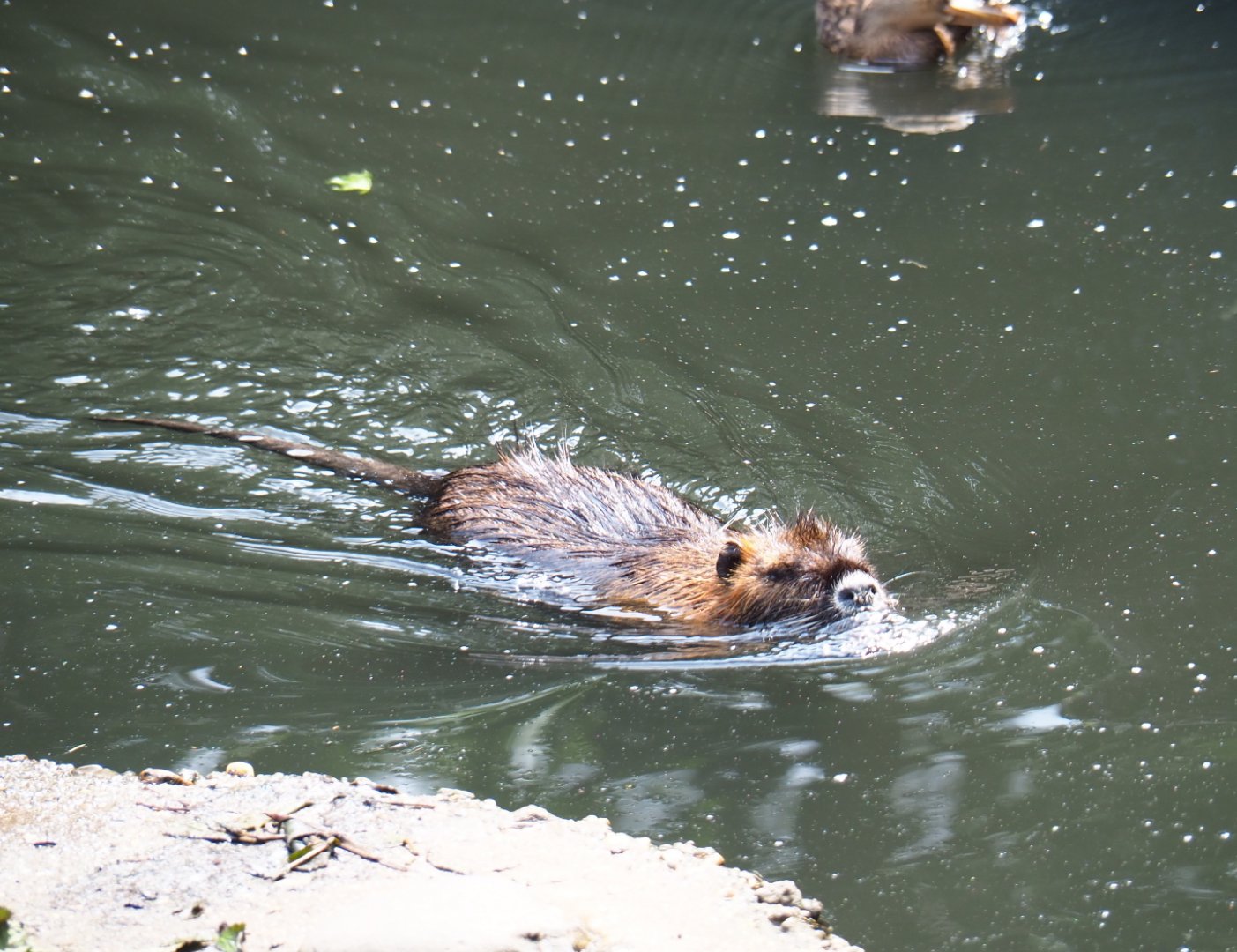 Swimming nutria (Myocastor coypus), 2019-07-21