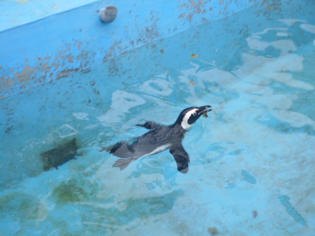 Swimming penguin