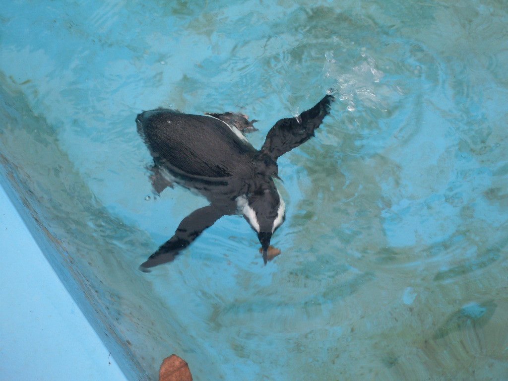Swimming penguin