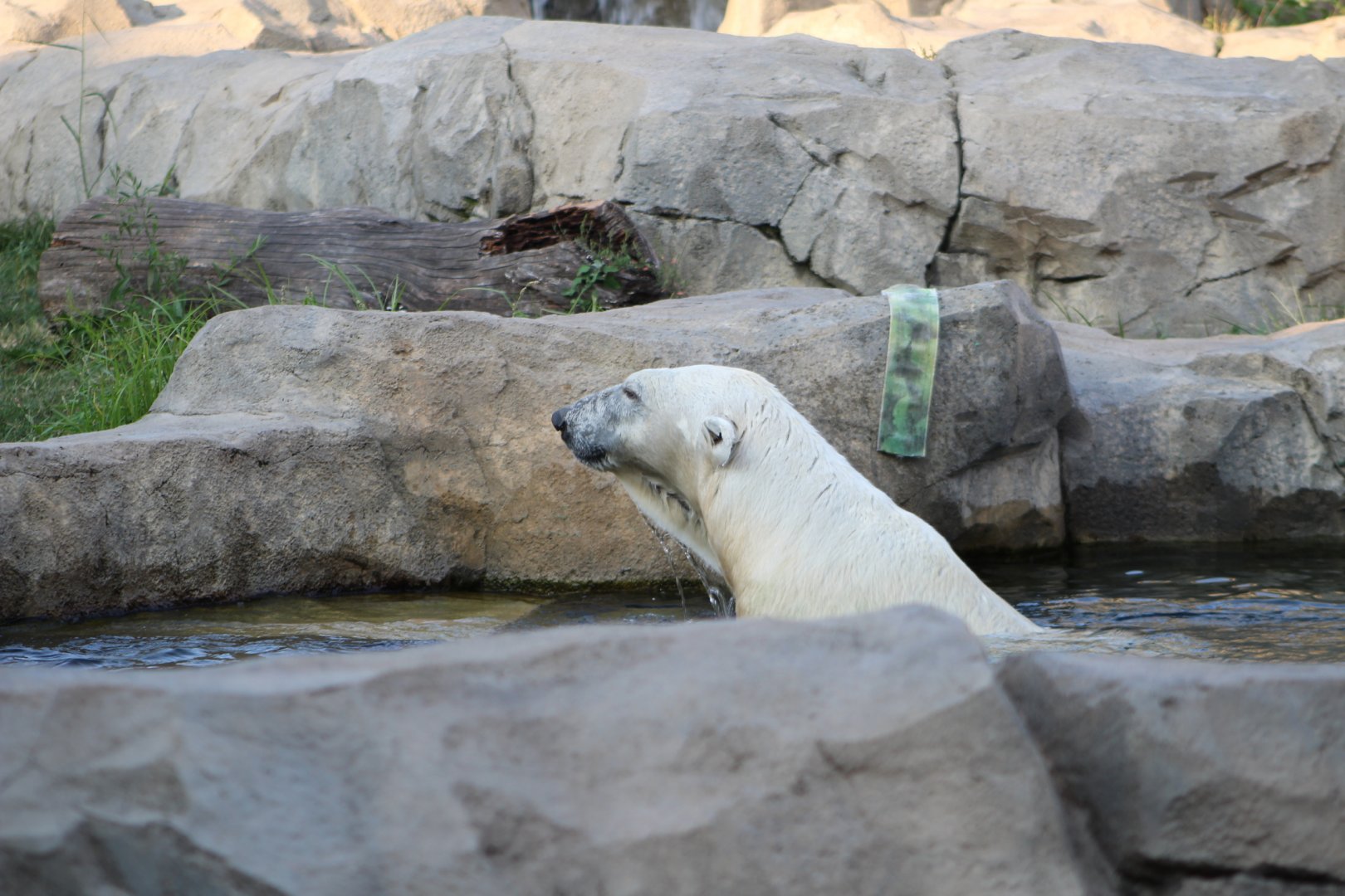 Swimming Polar Bear - Great Bear Wilderness