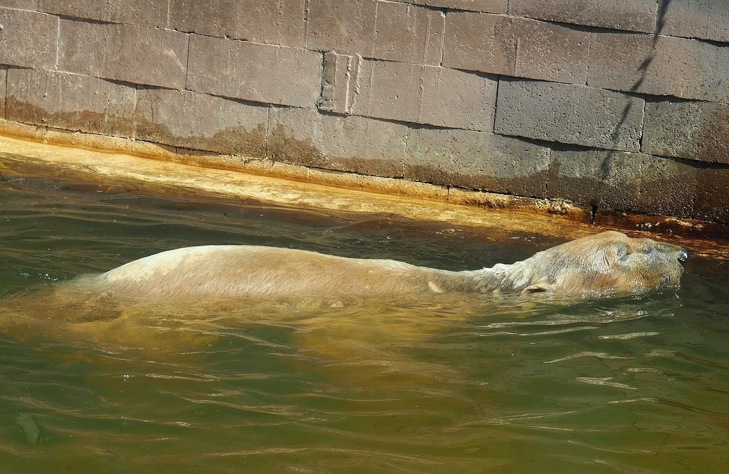 Swimming Polar bear (Ursus maritimus), 2023-05-19
