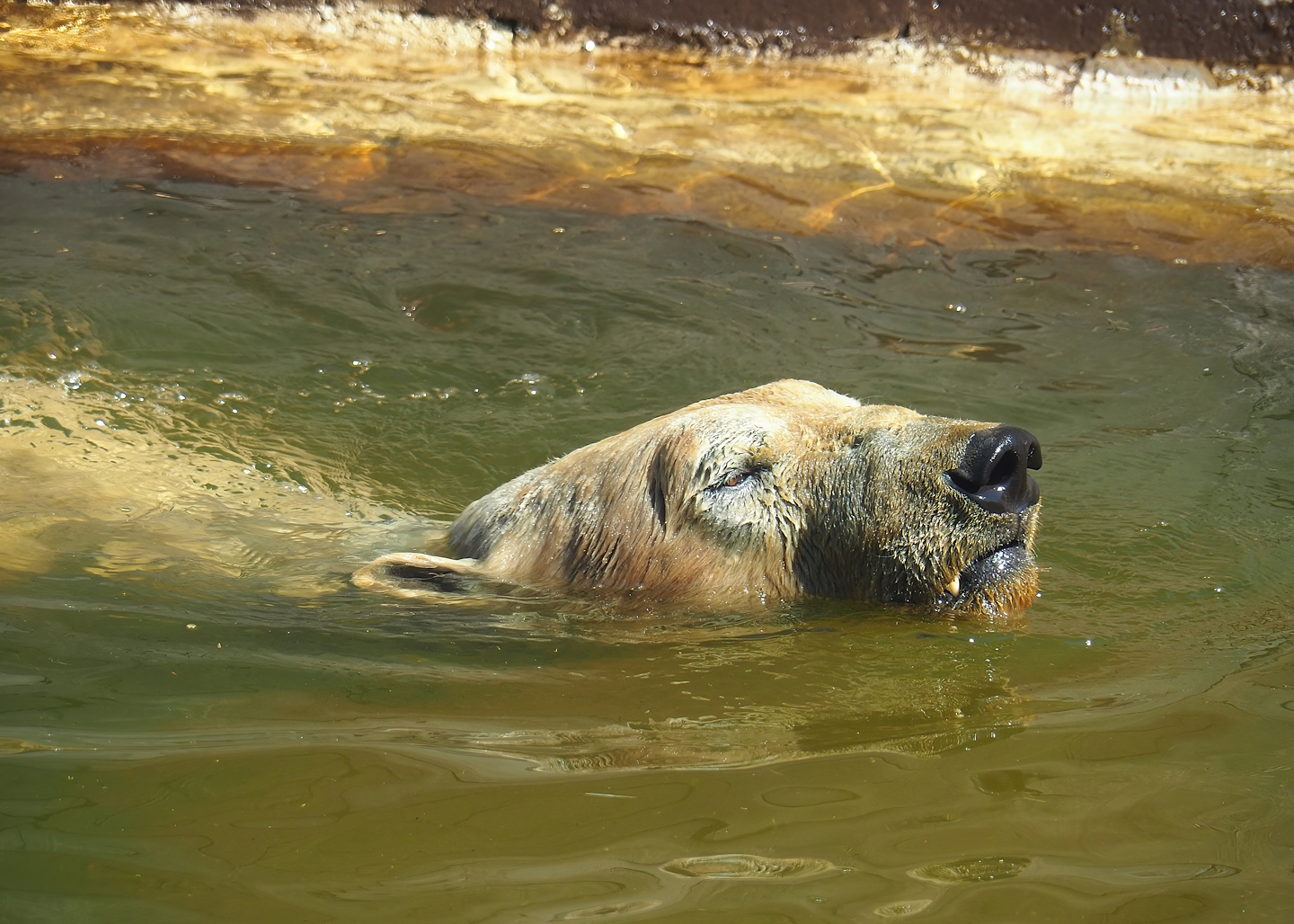 Swimming Polar bear (Ursus maritimus), 2023-05-19