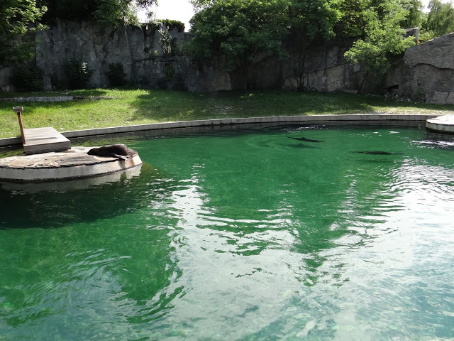 Swimming pool - Arctocephalus pusillus pusillus