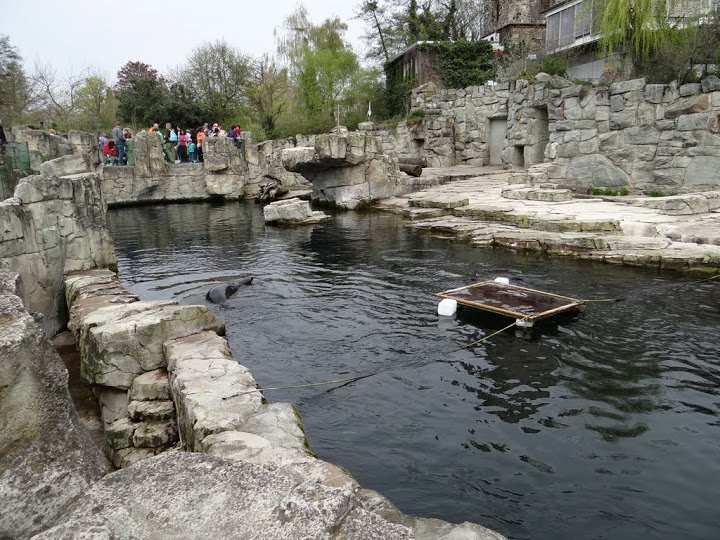 Swimming pool - Arctocephalus pusillus