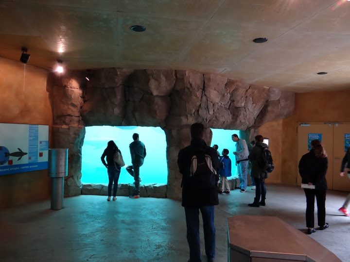 Swimming pool -  Arctocephalus pusillus