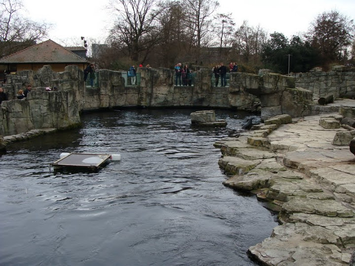 Swimming pool of Arctocephalus p.pusillus