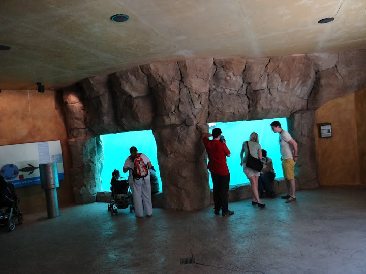 Swimming pool of Arctocephalus pusillus  - from the bottom