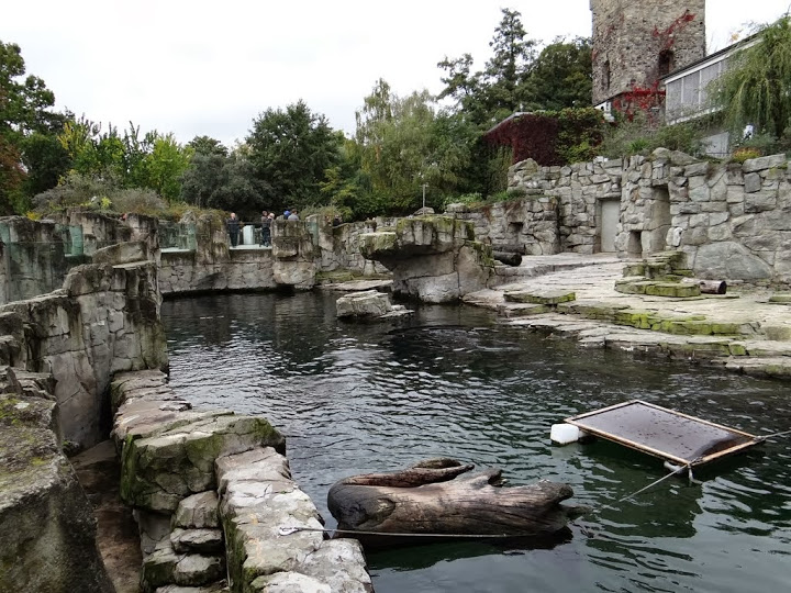 Swimming pool of Arctocephalus pusillus