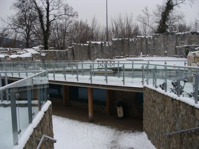Swimming pool of fur seals