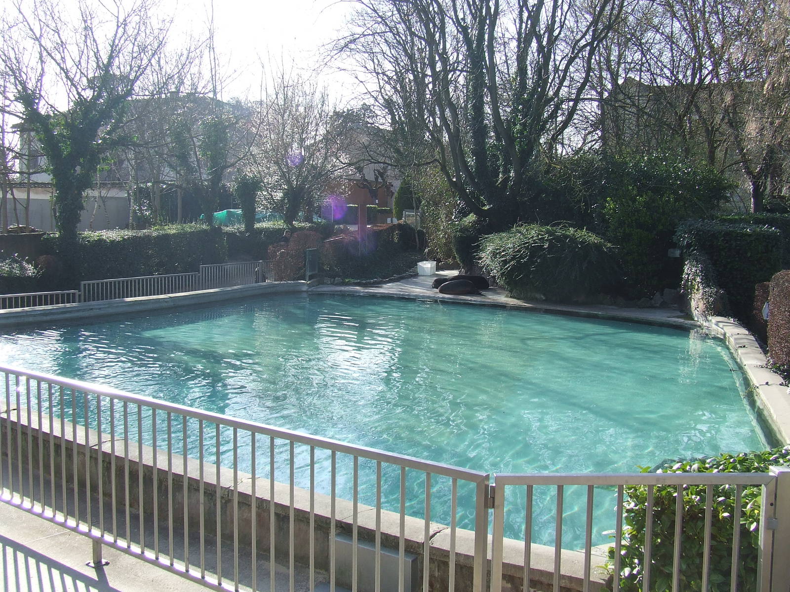 swimming pool of Phoca vitulina