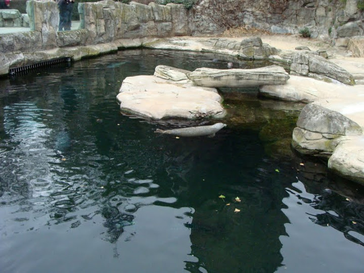 Swimming pool of Phoca vitulina