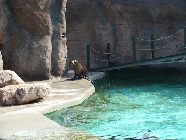 Swimming pool of Zalophus californianus