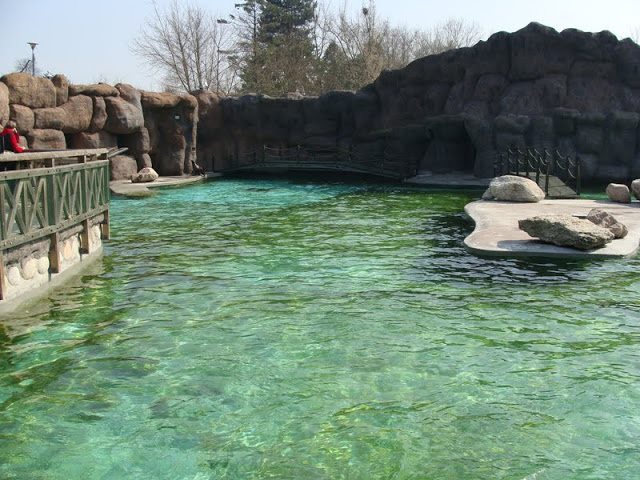 Swimming pool of Zalophus californianus