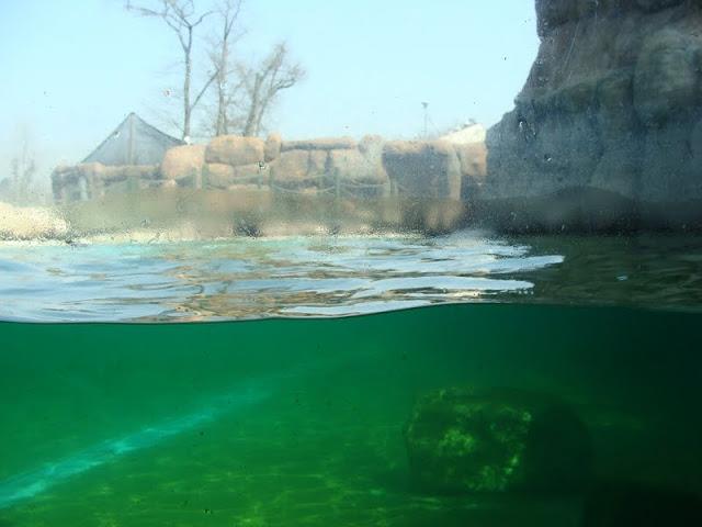 Swimming pool of Zalophus californianus
